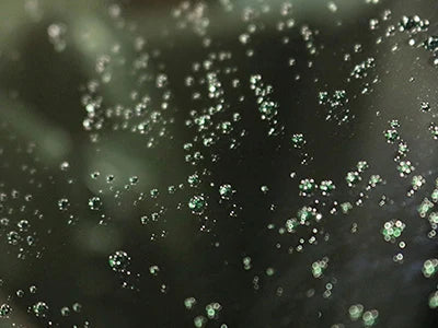 超撥水被膜でコロコロ弾く水玉